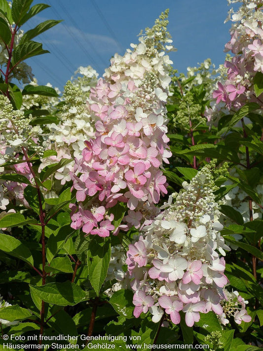 Rispen-Hortensie 'Pinky Winky' (Hydrangea paniculata)