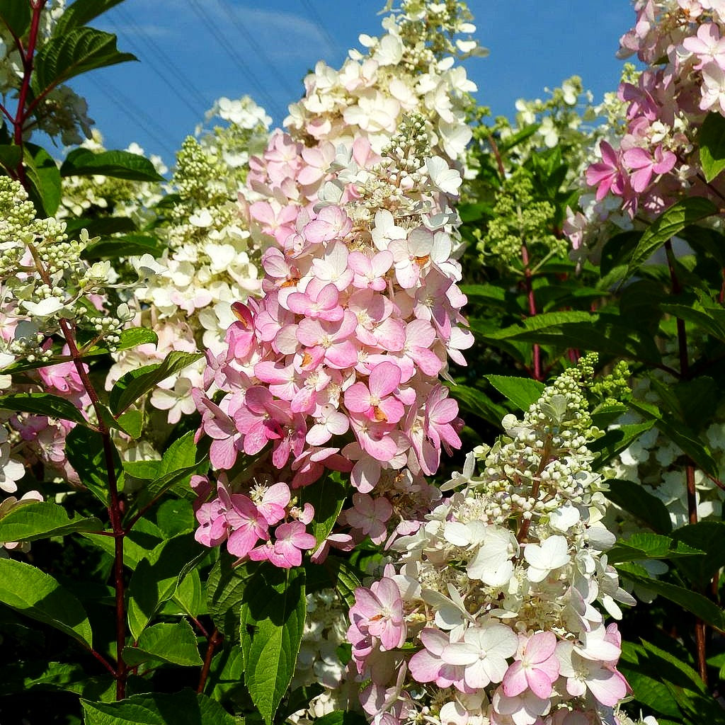 Rispen-Hortensie 'Pinky Winky' (Hydrangea paniculata)