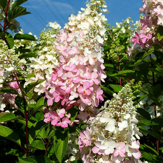Rispen-Hortensie 'Pinky Winky' (Hydrangea paniculata)