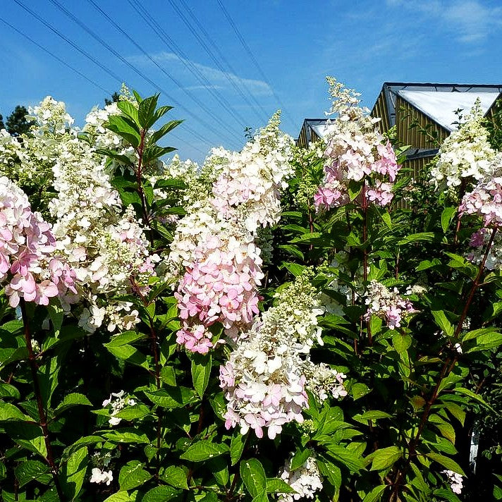 Rispen-Hortensie 'Pinky Winky' (Hydrangea paniculata)