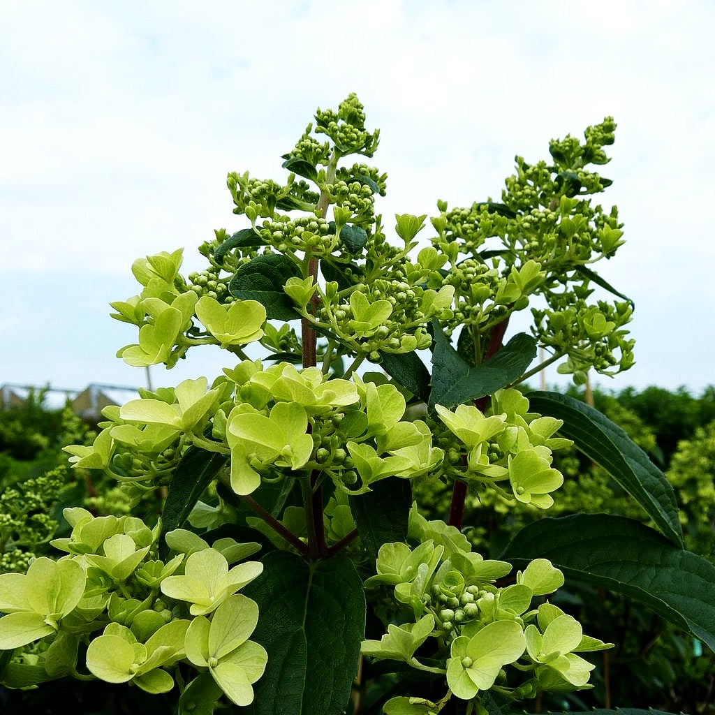 Rispen-Hortensie 'Pinky Winky' (Hydrangea paniculata)