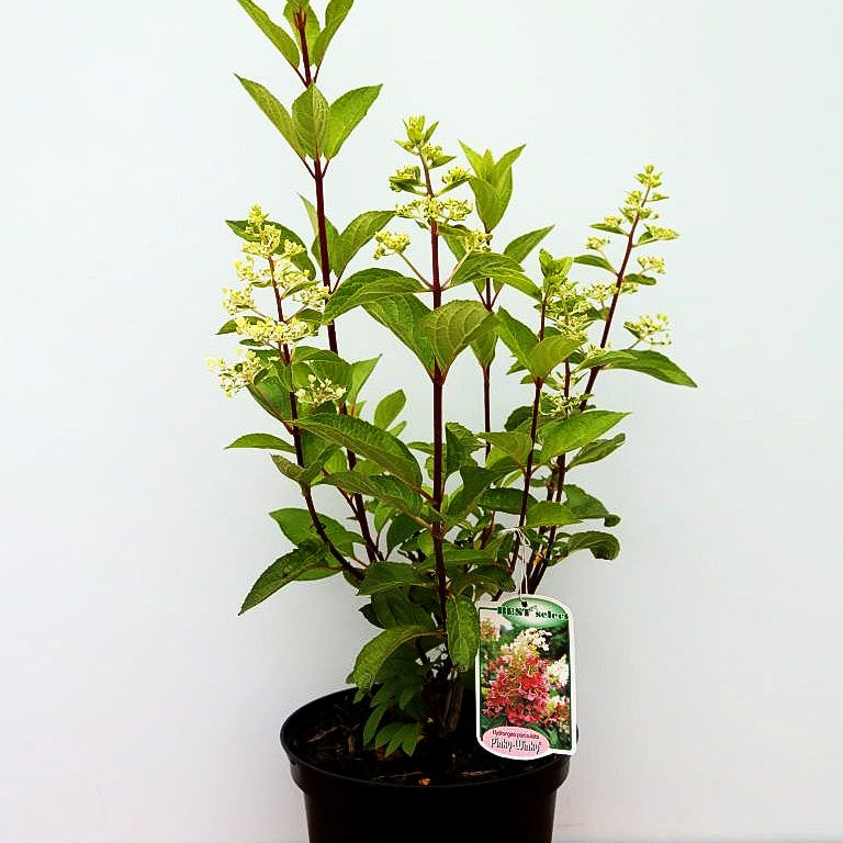 Rispen-Hortensie 'Pinky Winky' (Hydrangea paniculata)
