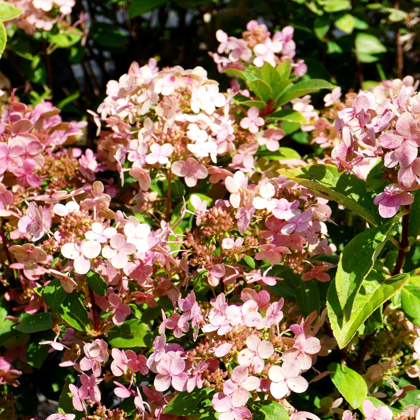 Rispen-Hortensie 'Polestar' (Hydrangea paniculata)