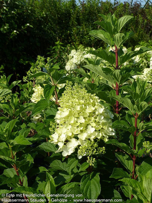 Rispen-Hortensie 'Silver Dollar' (Hydrangea paniculata)