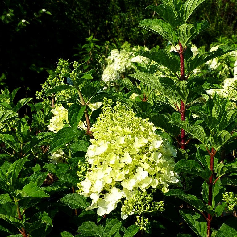 Rispen-Hortensie 'Silver Dollar' (Hydrangea paniculata)