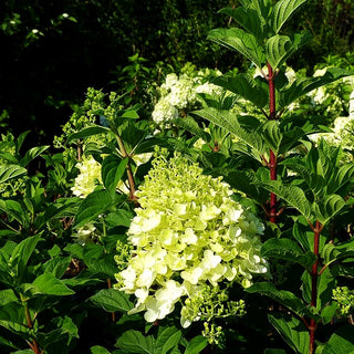 Rispen-Hortensie 'Silver Dollar' (Hydrangea paniculata)