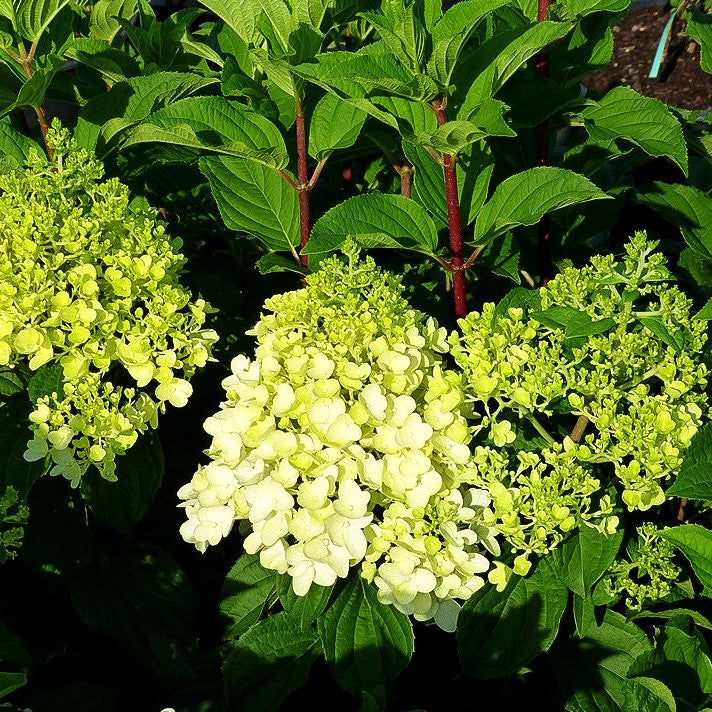 Rispen-Hortensie 'Silver Dollar' (Hydrangea paniculata)