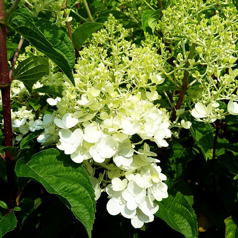 Rispen-Hortensie 'Silver Dollar' (Hydrangea paniculata)