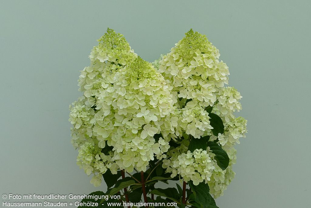 Rispen-Hortensie 'Silver Dollar' (Hydrangea paniculata)