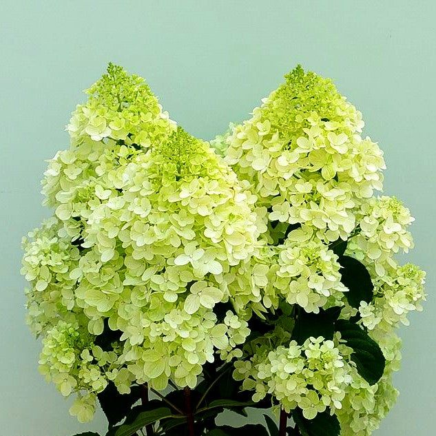 Rispen-Hortensie 'Silver Dollar' (Hydrangea paniculata)
