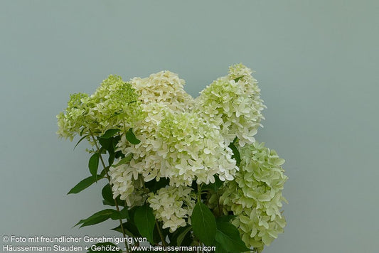 Rispen-Hortensie 'Skyfall' (Hydrangea paniculata)