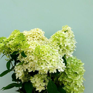 Rispen-Hortensie 'Skyfall' (Hydrangea paniculata)