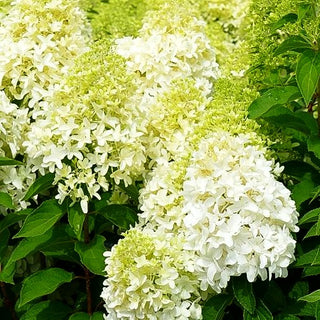 Rispen-Hortensie 'Skyfall' (Hydrangea paniculata)