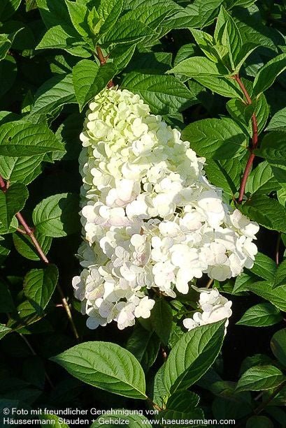 Rispen-Hortensie 'Sundae Fraise' (Hydrangea paniculata)