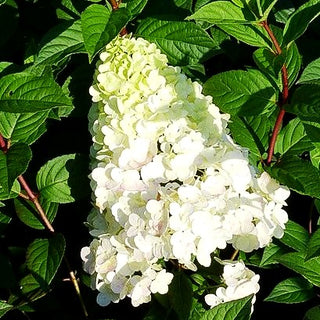 Rispen-Hortensie 'Sundae Fraise' (Hydrangea paniculata)