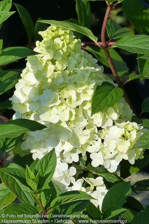 Rispen-Hortensie 'Sundae Fraise' (Hydrangea paniculata)
