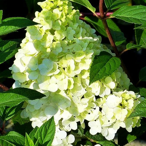 Rispen-Hortensie 'Sundae Fraise' (Hydrangea paniculata)