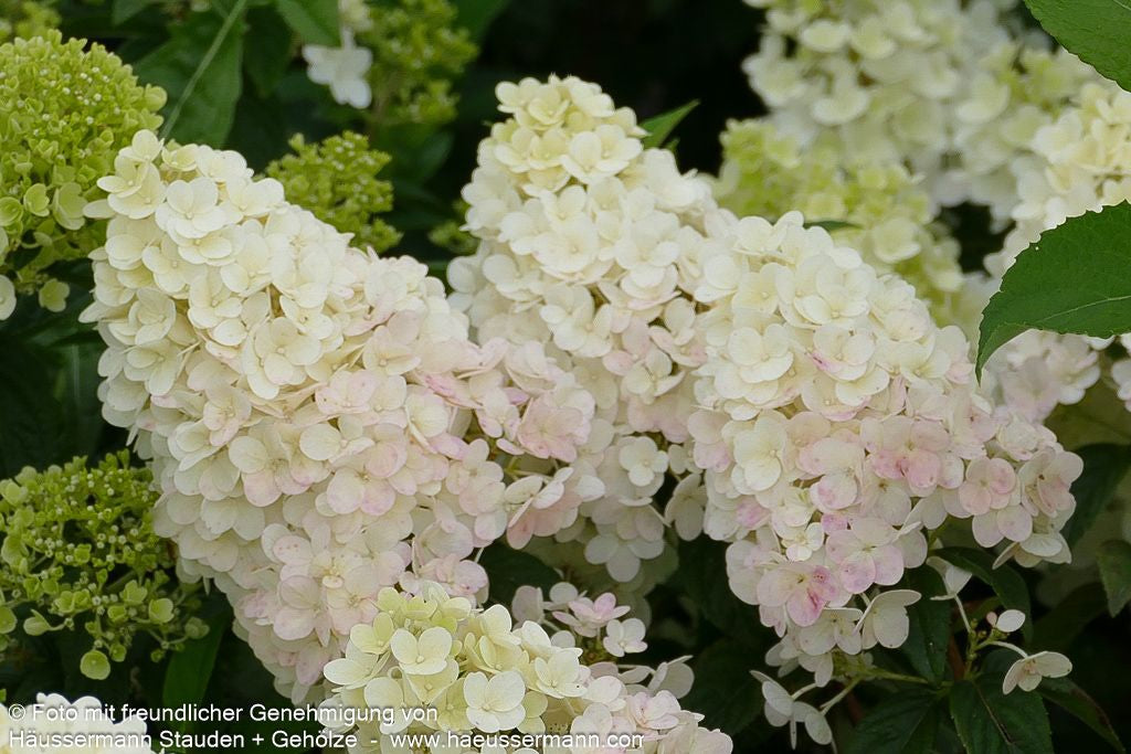 Rispen-Hortensie 'Sundae Fraise' (Hydrangea paniculata)