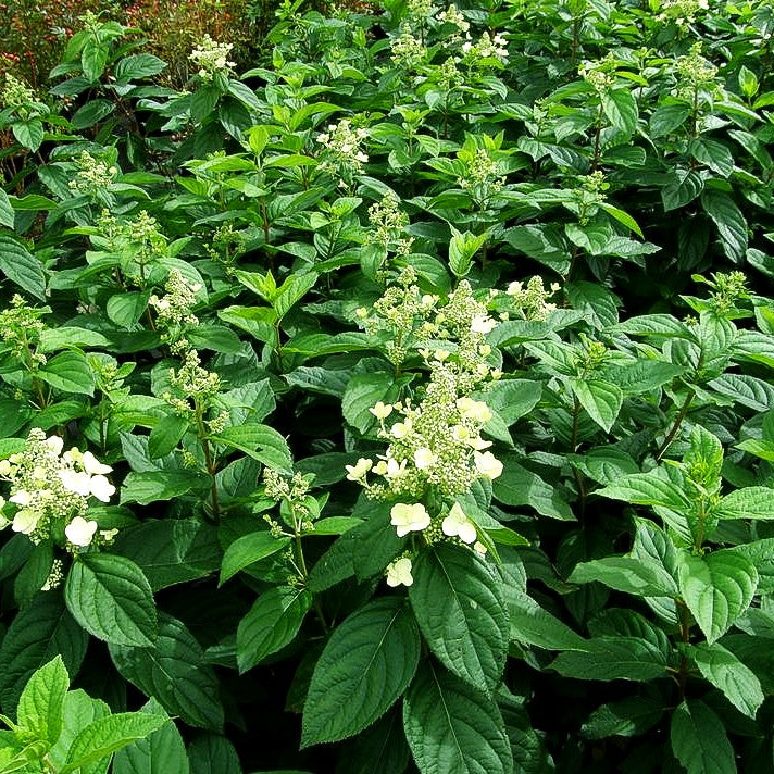 Rispen-Hortensie 'Unique' (Hydrangea paniculata)