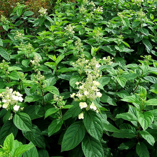 Rispen-Hortensie 'Unique' (Hydrangea paniculata)