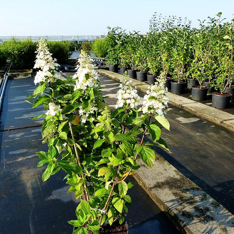 Rispen-Hortensie 'Unique' (Hydrangea paniculata)