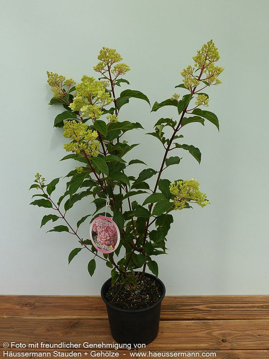 Rispen-Hortensie 'Vanille Fraise' (Hydrangea paniculata)