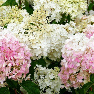 Rispen-Hortensie 'Vanille Fraise' (Hydrangea paniculata)