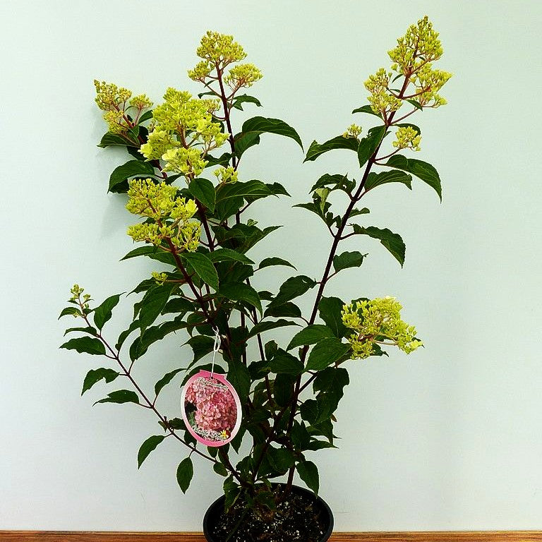Rispen-Hortensie 'Vanille Fraise' (Hydrangea paniculata)