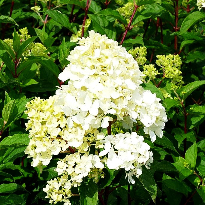 Rispen-Hortensie 'Vanille Fraise' (Hydrangea paniculata)