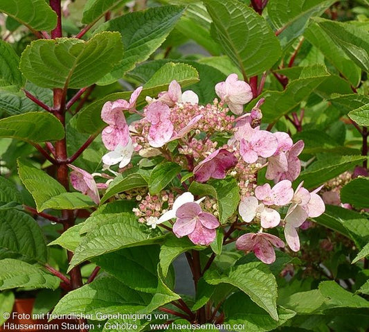 Rispen-Hortensie 'Wim's Red' (Hydrangea paniculata)