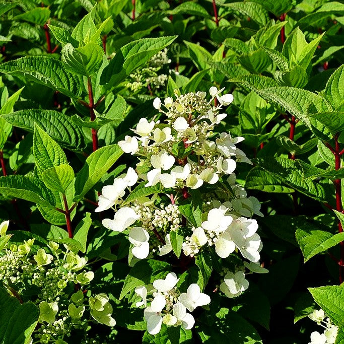 Rispen-Hortensie 'Wim's Red' (Hydrangea paniculata)