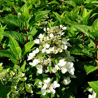 Rispen-Hortensie 'Wim's Red' (Hydrangea paniculata)