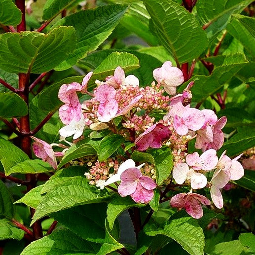 Rispen-Hortensie 'Wim's Red' (Hydrangea paniculata)
