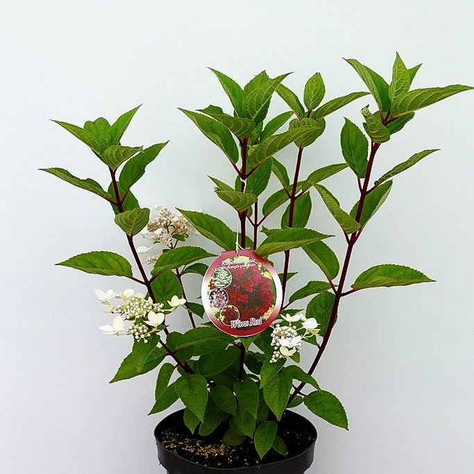Rispen-Hortensie 'Wim's Red' (Hydrangea paniculata)