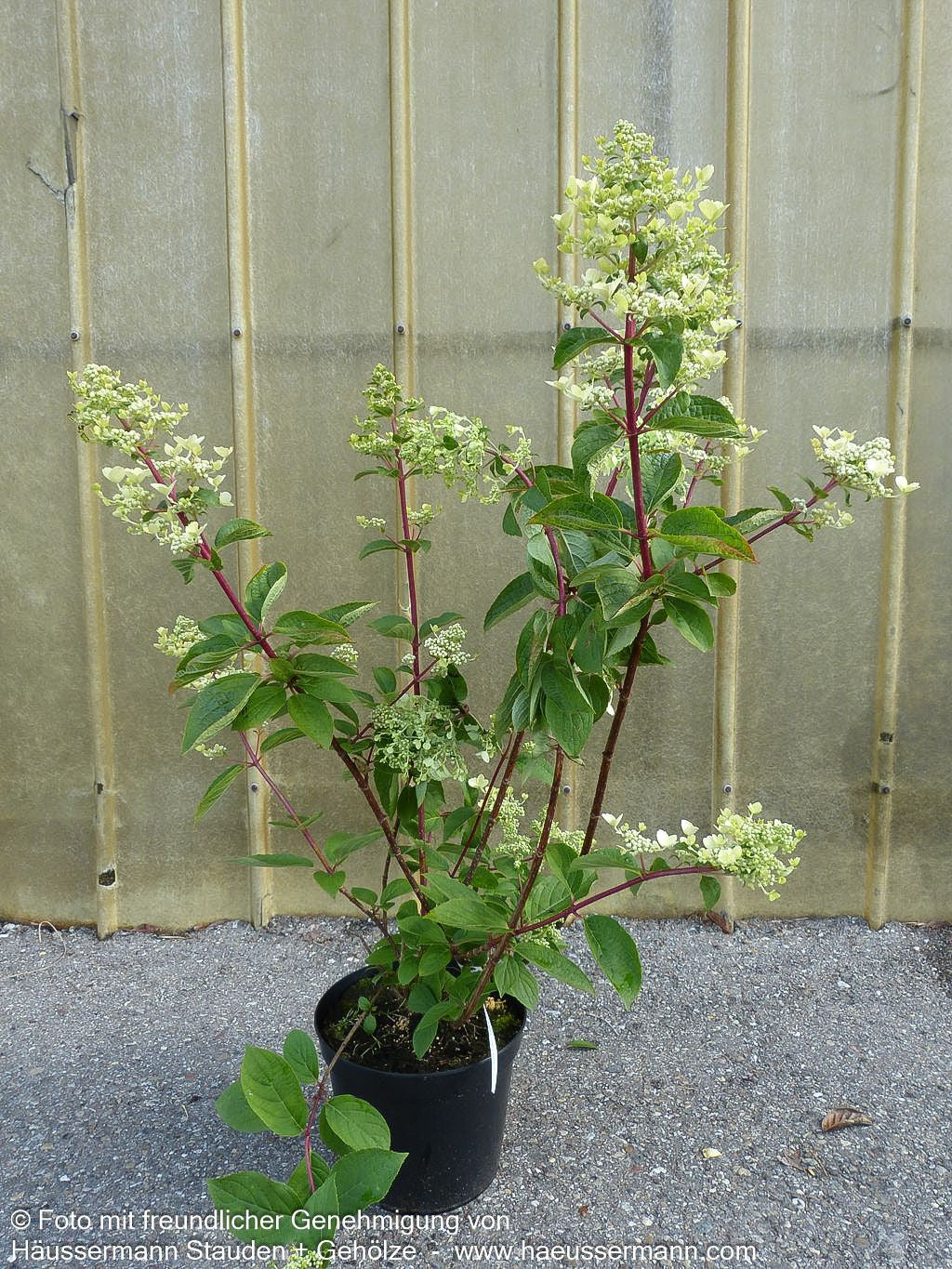 Rispen-Hortensie 'Wim's Red' (Hydrangea paniculata)