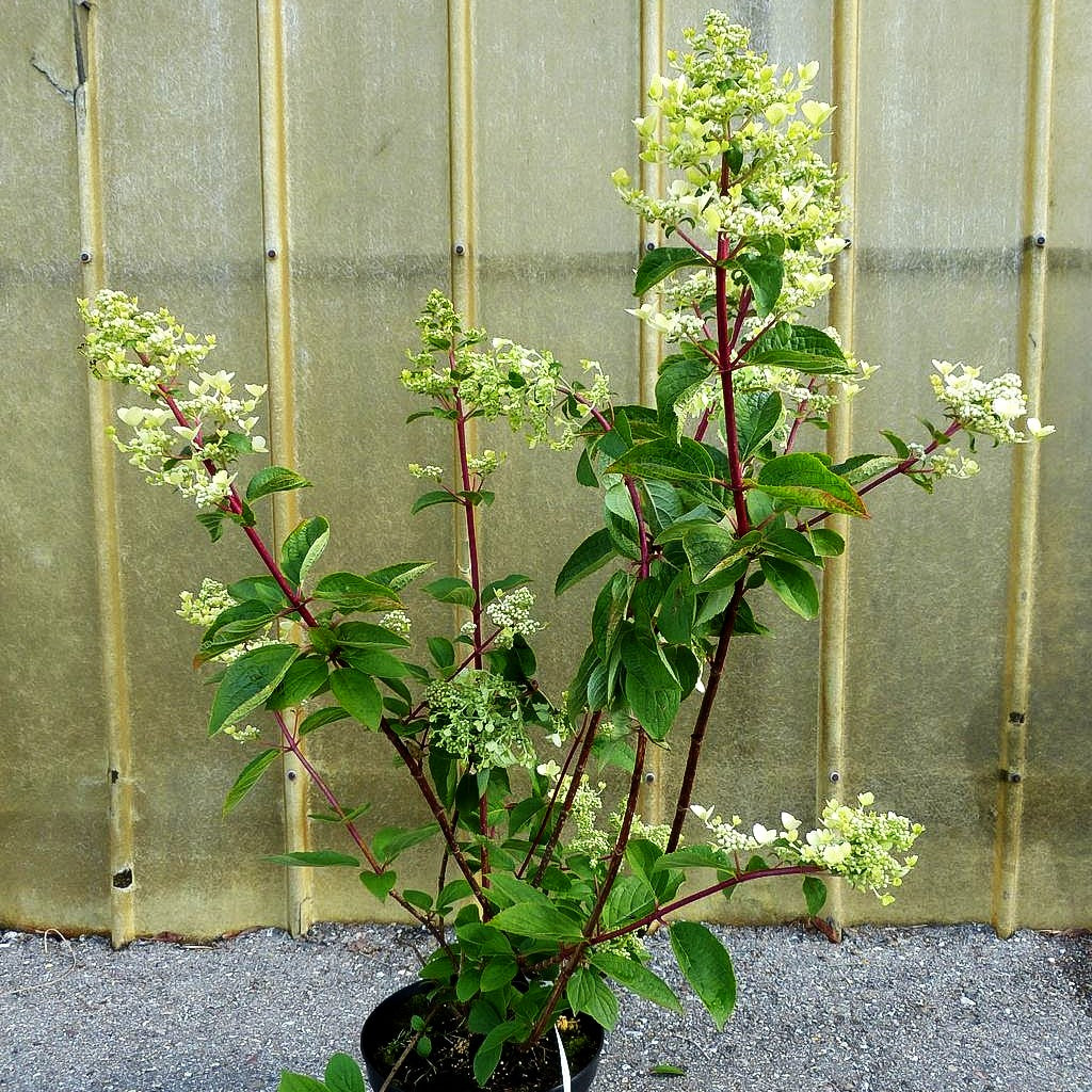 Rispen-Hortensie 'Wim's Red' (Hydrangea paniculata)