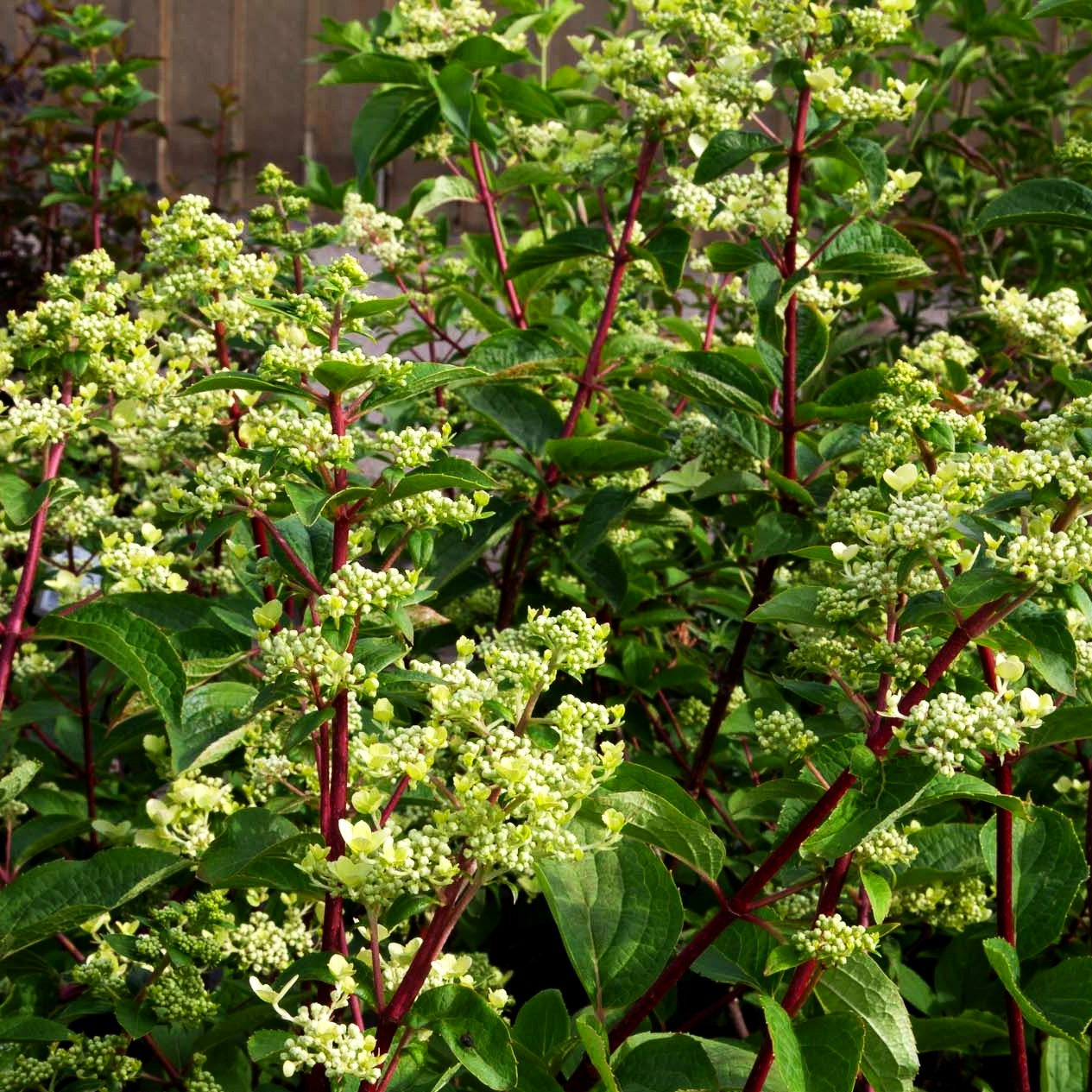 Rispen-Hortensie 'Wim's Red' (Hydrangea paniculata)