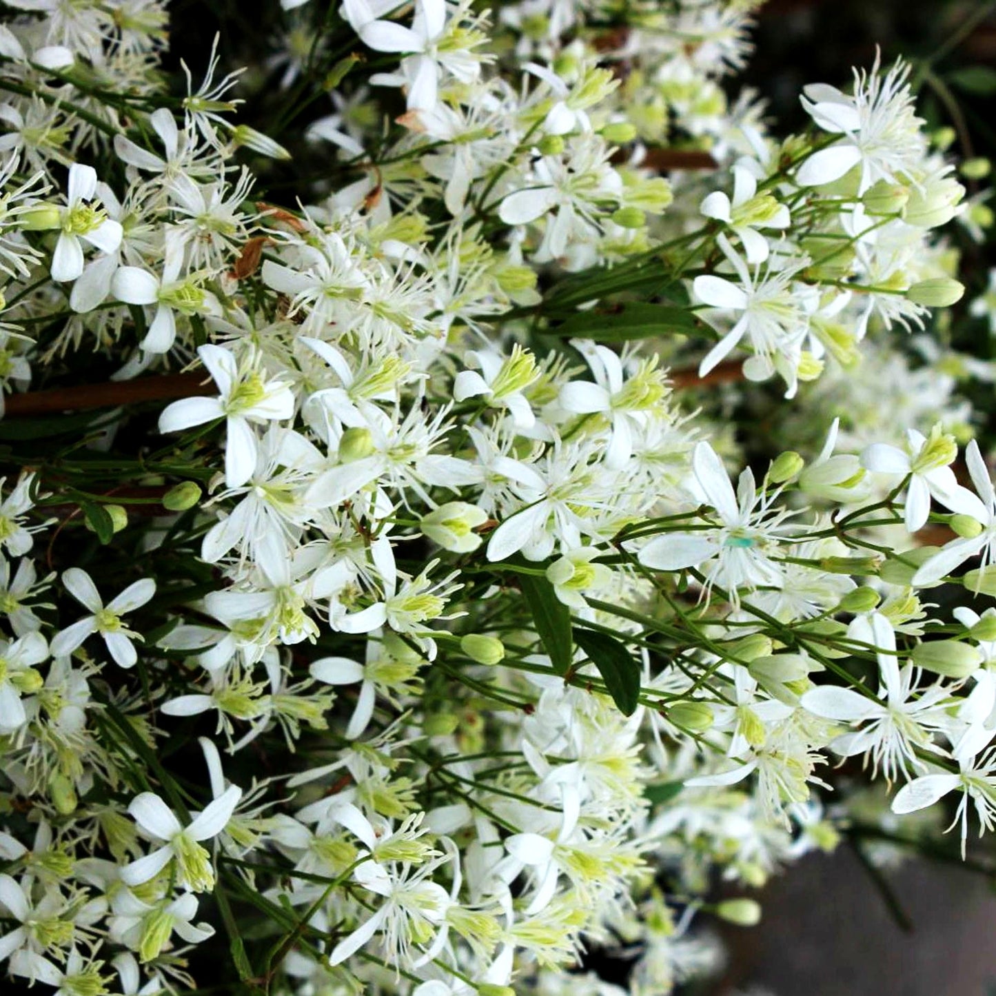 Rispenblütige Waldrebe (Clematis paniculata)