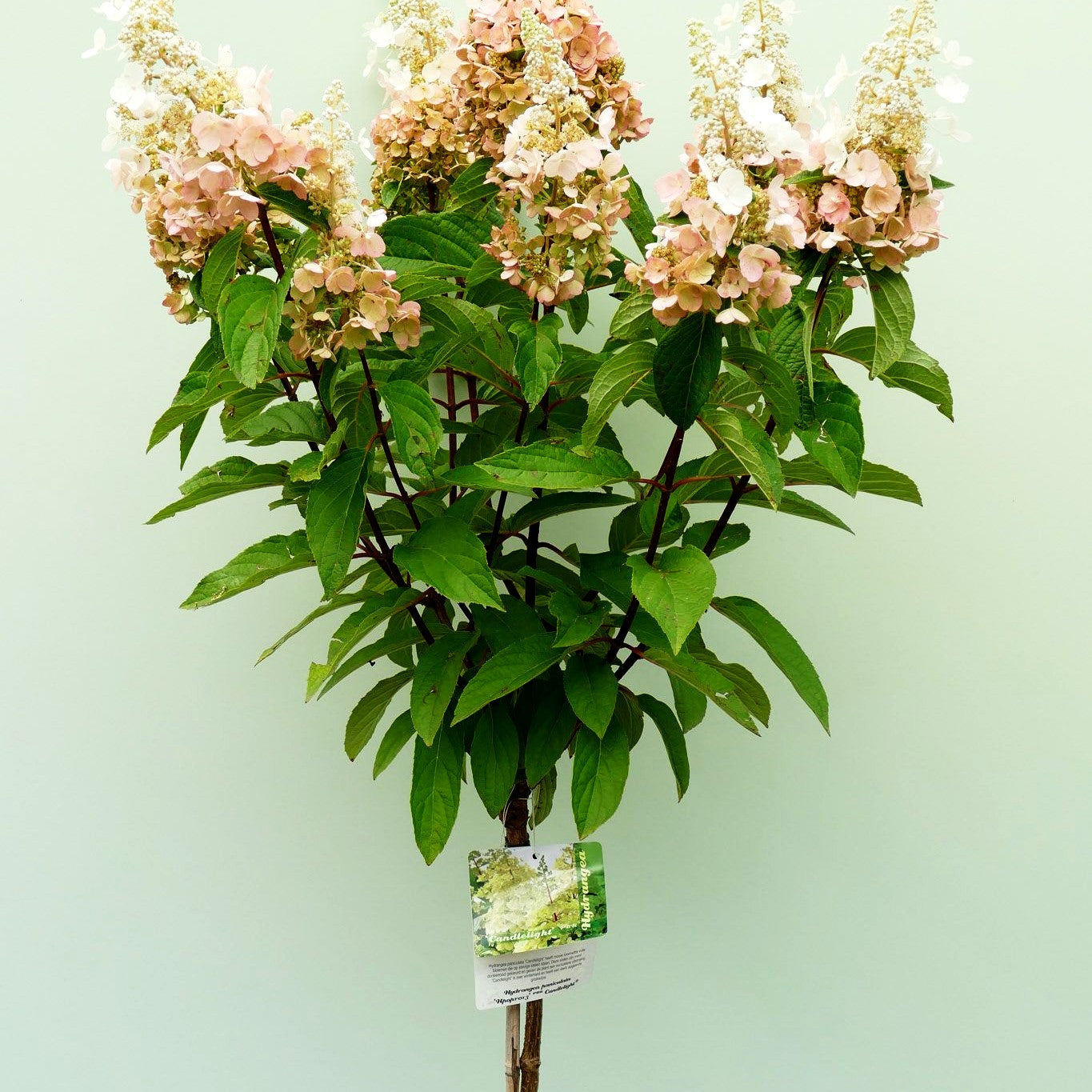 Rispenhortensie 'Candlelight' (Hydrangea paniculata)