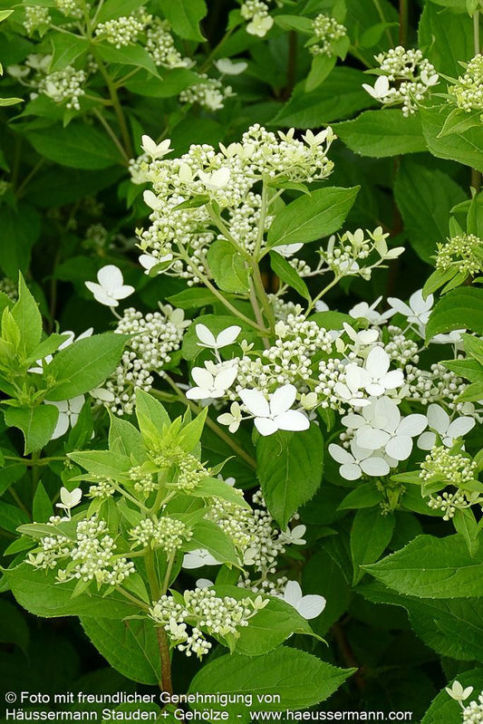 Rispenhortensie 'Confetti' (Hydrangea paniculata)
