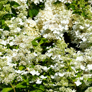Rispenhortensie 'Confetti' (Hydrangea paniculata)