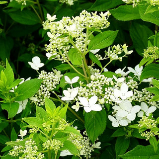 Rispenhortensie 'Confetti' (Hydrangea paniculata)