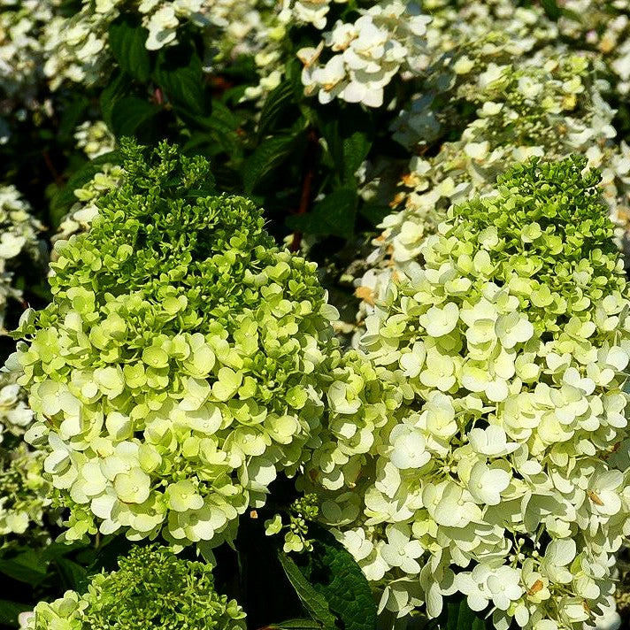 Rispenhortensie 'Magical Moonlight' (Hydrangea panic.)