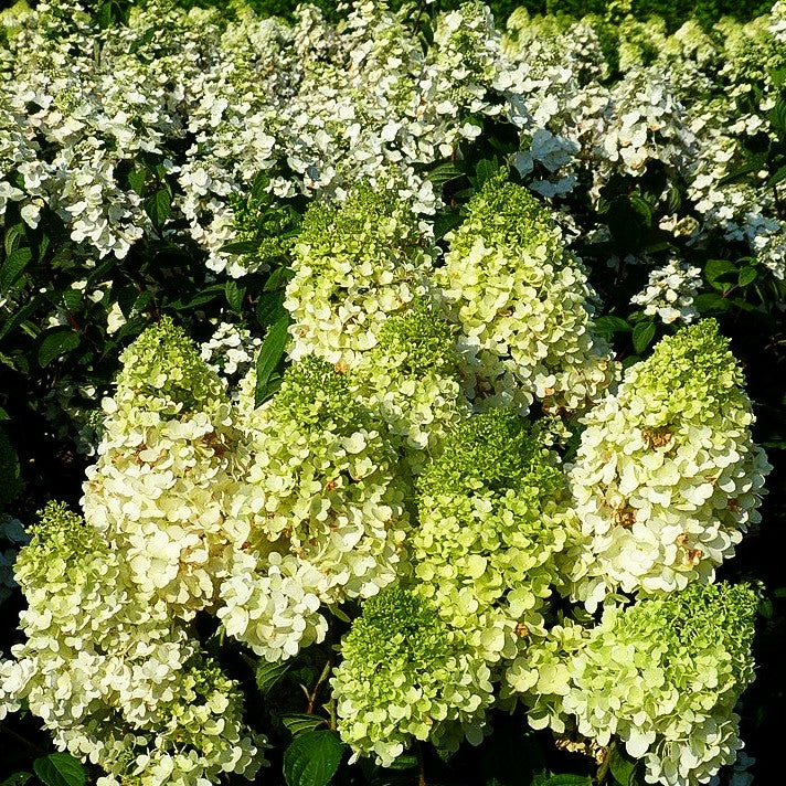 Rispenhortensie 'Magical Moonlight' (Hydrangea panic.)