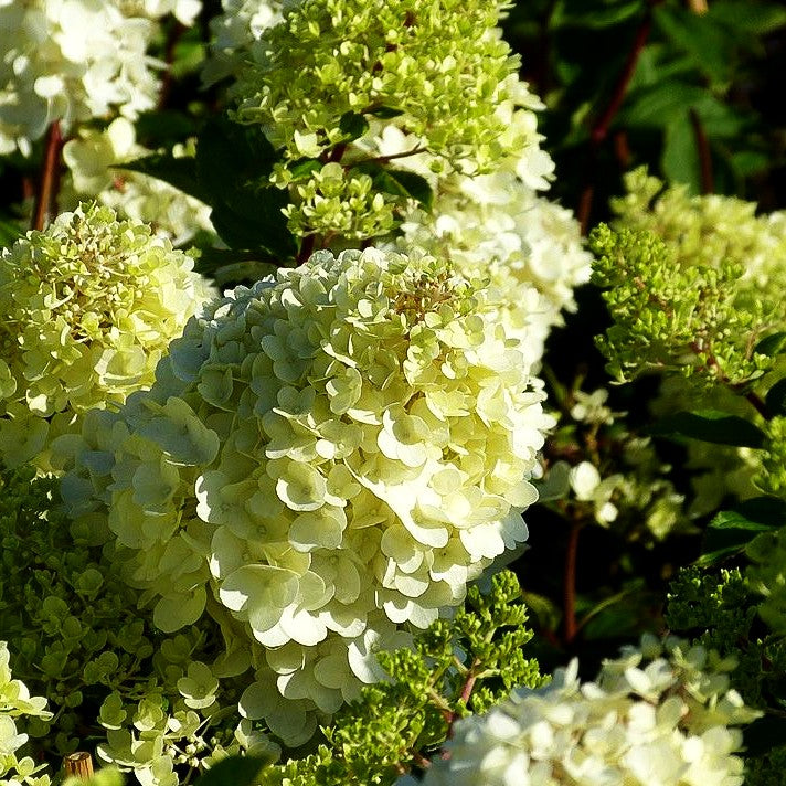 Rispenhortensie 'Magical Moonlight' (Hydrangea panic.)
