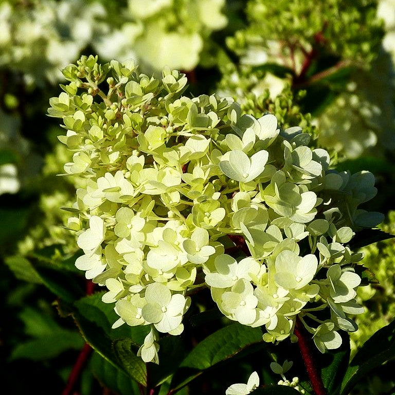 Rispenhortensie 'Magical Moonlight' (Hydrangea panic.)