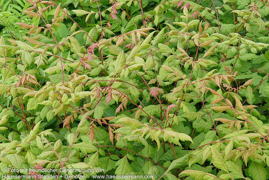 Rispiger Blasenbaum (Koelreuteria paniculata)