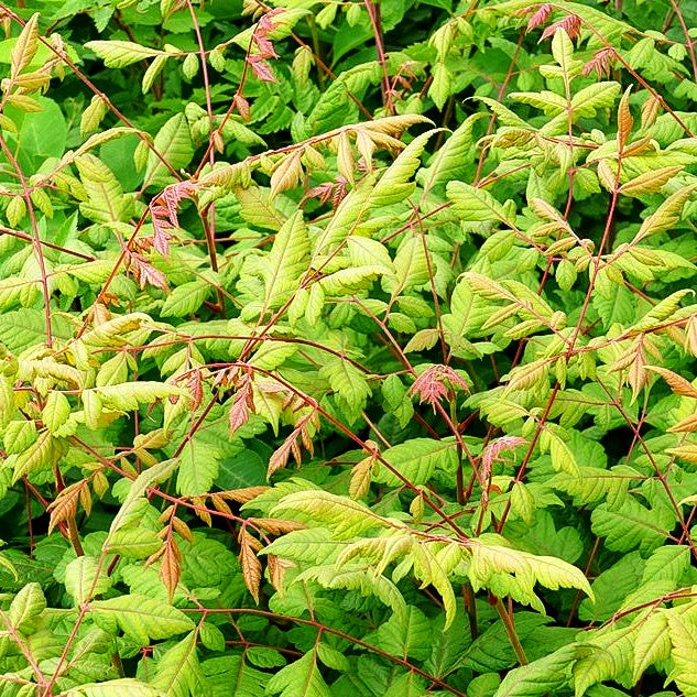 Rispiger Blasenbaum (Koelreuteria paniculata)