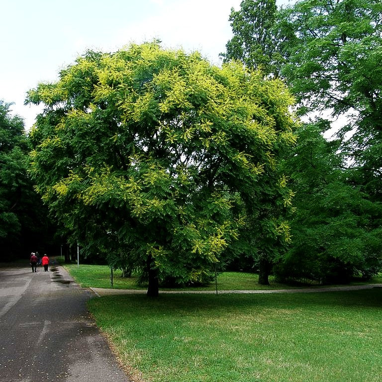 Rispiger Blasenbaum (Koelreuteria paniculata)