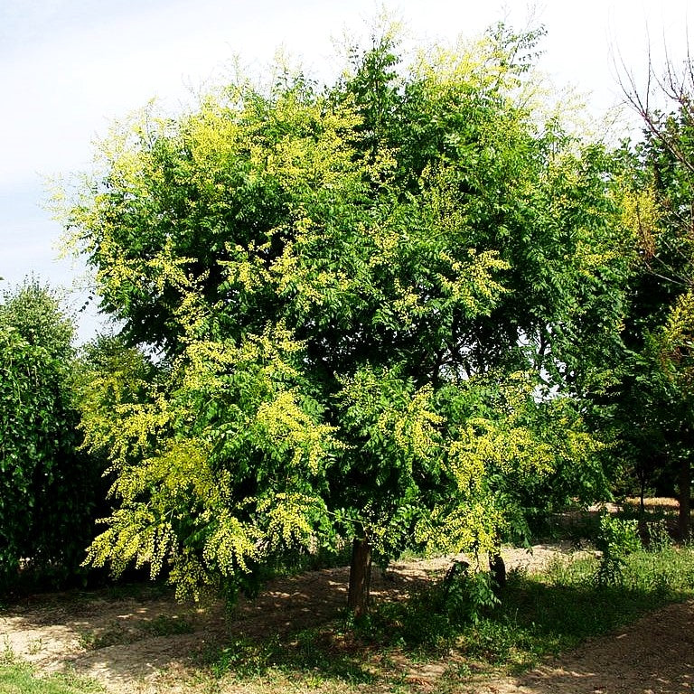 Rispiger Blasenbaum (Koelreuteria paniculata)